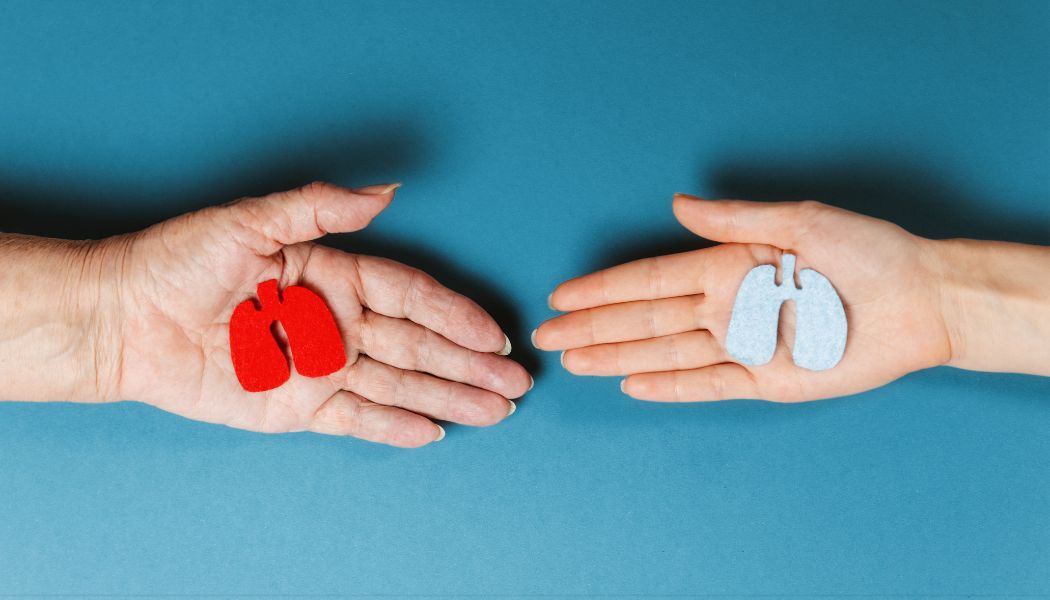 Two hands holding small wooden lungs. The one on the left is red, the one on the right is blue.