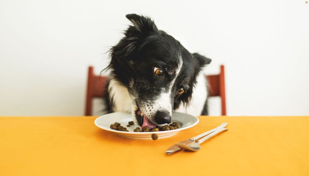 A border collie dog eating food off a white plate.